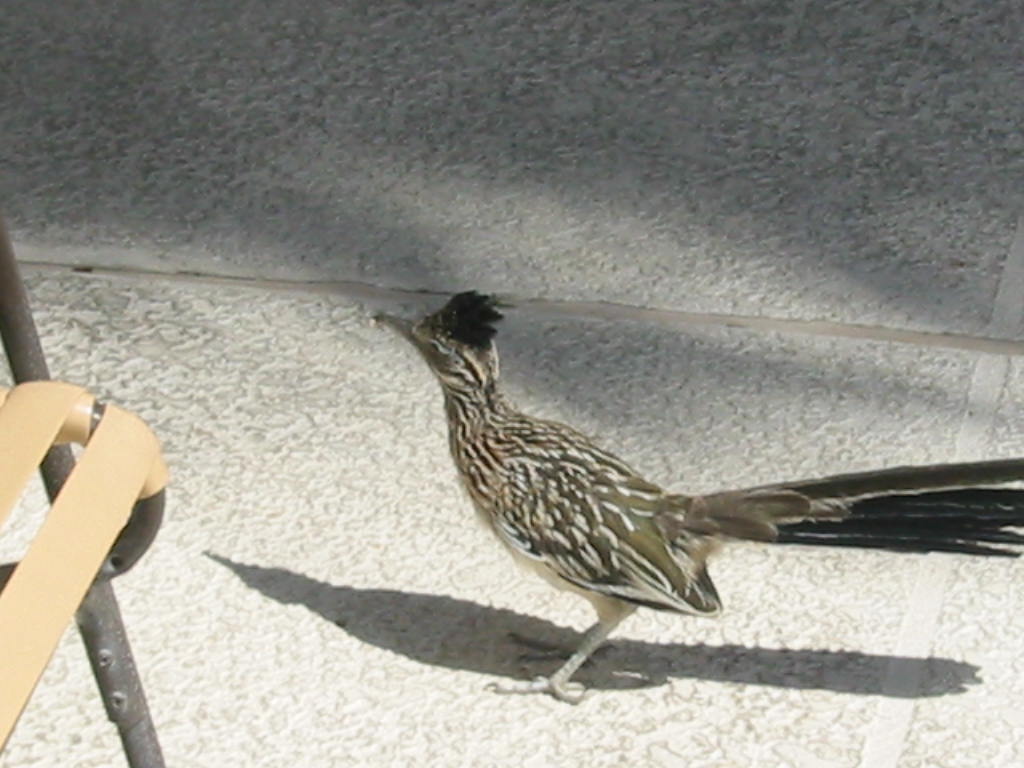 Road Runner - Palm Springs